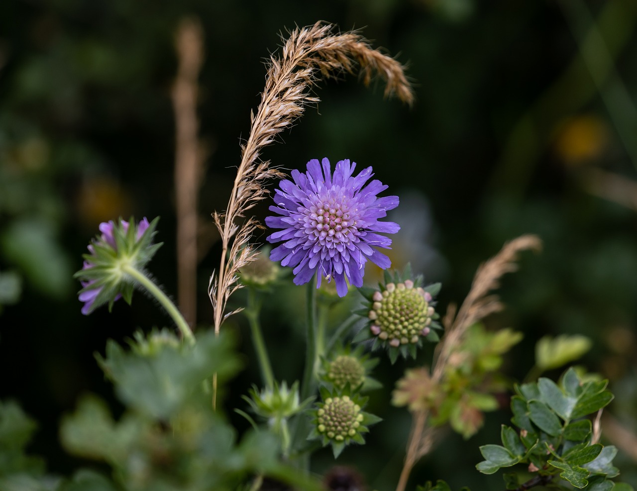 inheemse planten kwekers in Nederland voor een uitgebreide selectie planten en tuinontwerpen